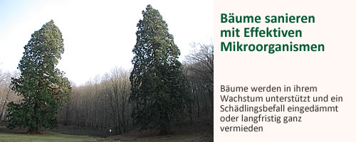 bild7-baum.jpg