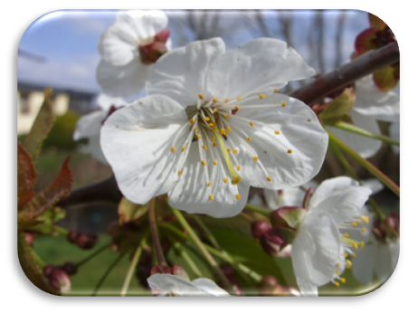 Fruehlingsblueten