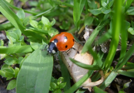 Marienkäfer