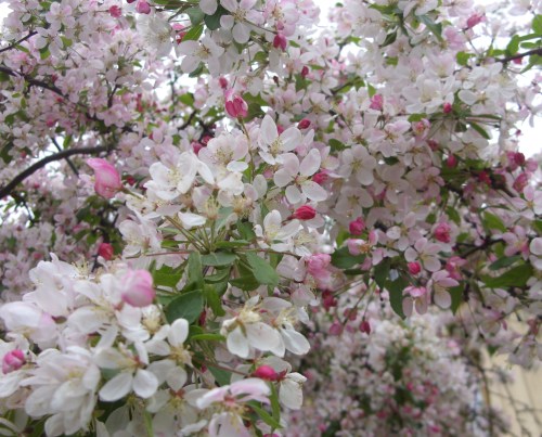 Fruehlingsblueten