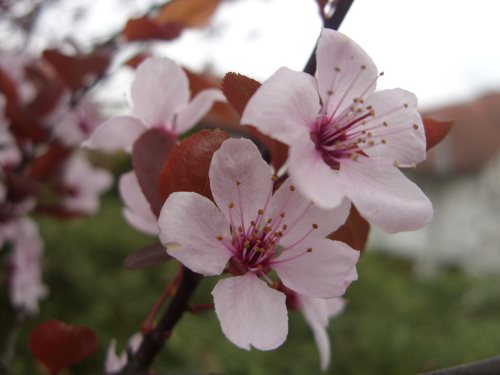 Frühlingsblüten