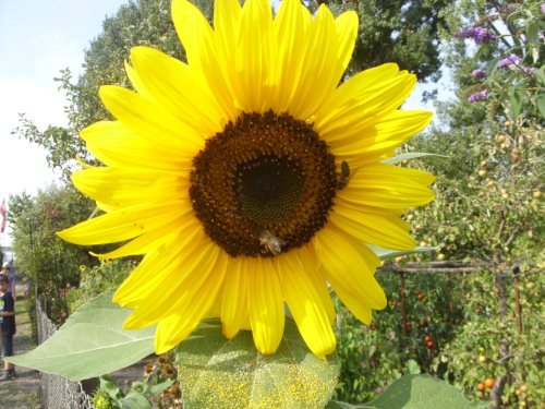 Sonnenblume mit Bienen