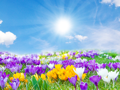 Blüten