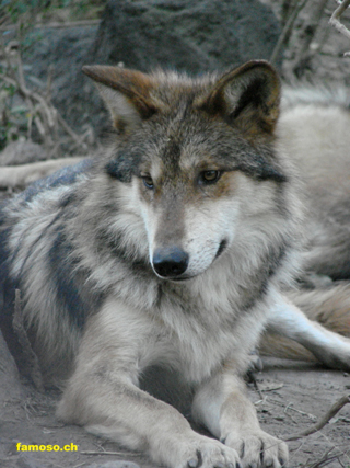 Mexikanischer Wolf