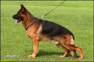 BSZS Ulm 2009 GHKL-R VA 5 Ober von Bad-Boll