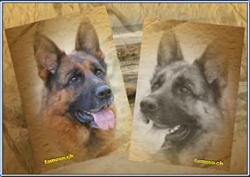 BSZS Ulm 2009 VA 5 Ober von Bad-Boll / Collage famoso.ch