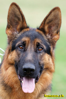 Sch&auml;ferhund Kopfbild
