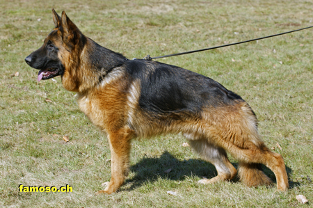 Sch&auml;ferhund_Standbild  10  x  mal verkleinert