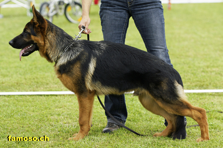 Rey von der Biberfalle Standbild