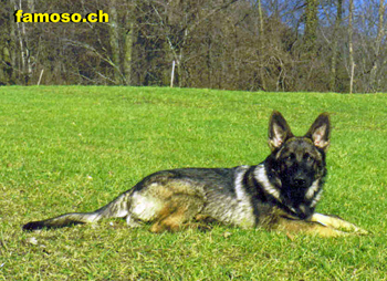 Otto vom Hochzillertal_5 Monate