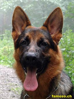 Rey von der Biberfalle mit fast 7 Monaten