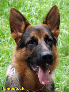 Rey von der Biberfalle