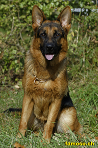 Rey von der Biberfalle