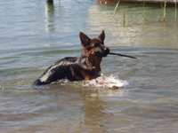 Rey im Halwilersee