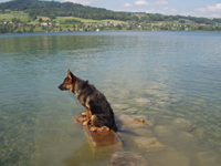 Rey in seinem Element