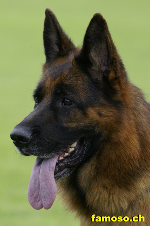 Ober von Bad-Boll BSZS Ulm 2009 Standmusterung
