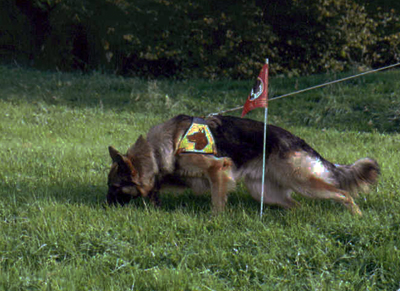 Mein Hund Dax vom Freiburgerland