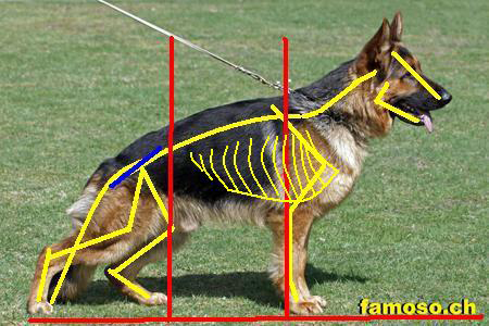 Skelett Sch&auml;fernhund 