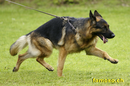 Zambo vom Riedschlurgi/Lahr-s&uuml;d 2010