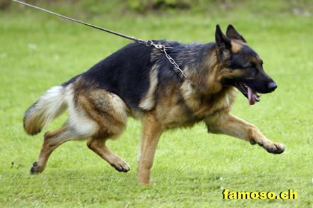 Zambo vom Riedschlurgi/Lahr-s&uuml;d 2010