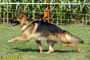 Warso vom Simonhof