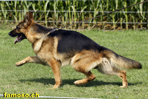 Warso vom Simonhof