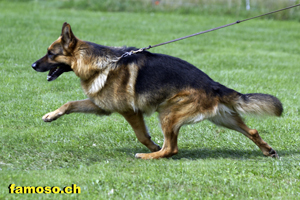 Warso vom Simonhof