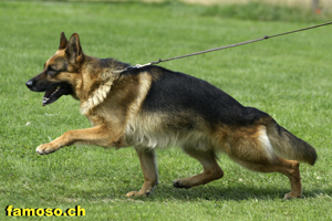 Warso vom Simonhof