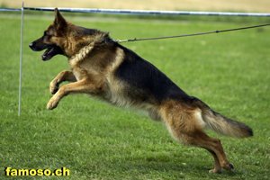 Warso vom Simonhof