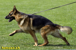 Warso vom Simonhof