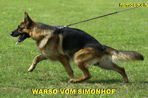Warso vom Simonhof