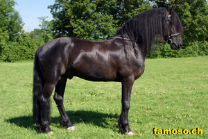 Hengst