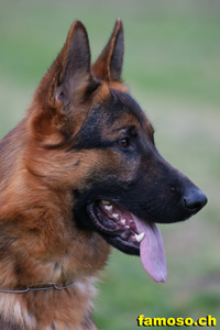 Jagger vom Assuat  Nov.2009