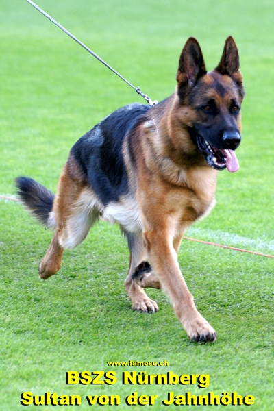 Sultan von der Jahnh&ouml;he VA 10 BSZS N&uuml;rnberg 2010