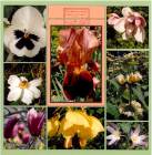 677-421-1-Blumen