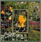 677-421-2-Blumen
