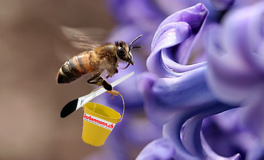 Biene.jpg