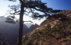 Huangshantanne