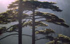 Huangshan Baum