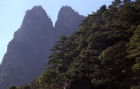 Huangshan Wald