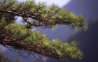 Huangshan Tannen�ste
