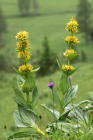 gelbes Enzianpaar (Gentiana lutea) gelbes Enzianpaar (Gentiana lutea)