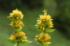 gelber Enzian (Gentiana lutea) gelber Enzian (Gentiana lutea)