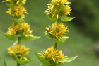 gelbe Enziane (Gentiana lutea) gelbe Enziane (Gentiana lutea)