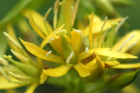 gelbe Enzianblüten (Gentiana lutea) gelbe Enzianblüten (Gentiana lutea)