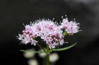 Bibernell (Valeriana officinalis, Arznei-Baldrian) Bibernell (Valeriana officinalis, Arznei-Baldrian)