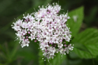 Baldrianblueten (Valeriana officinalis, Arznei-Baldrian) Baldrianblueten (Valeriana officinalis, Arznei-Baldrian)