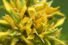 gelbe Enzianblüte (Gentiana-lutea) gelbe Enzianblüte (Gentiana-lutea)