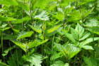 Brennessel (Urtica dioica) Brennessel (Urtica dioica)