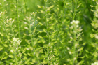 Hirtentaschen (Capsella bursa-pastoris) Hirtentaschen (Capsella bursa-pastoris)